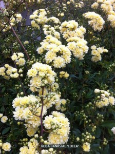 Rosa banksiae 'Lutea' - blossom